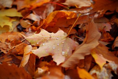 Close-up of wet autumn leaves 