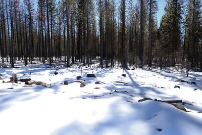 Snow covered trees in forest