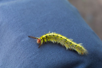 High angle view of insect on blue texture