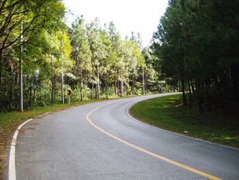 Empty road along trees and plants