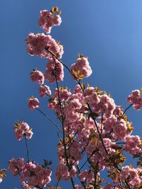 Low angle view of cherry blossoms against sky