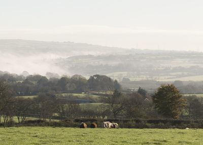 Cows grazing on field against sky