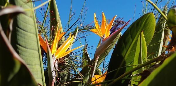 Close-up of yellow flowering plant