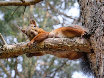 Squirrel on tree