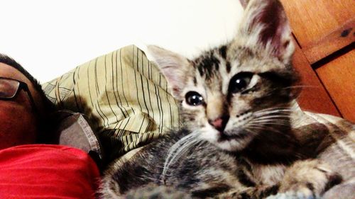 Close-up portrait of a cat