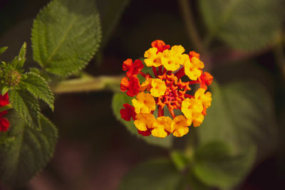 Close-up of yellow flowering plant