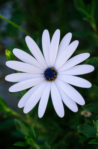 Close-up of white flower