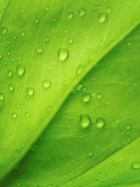 Full frame shot of wet leaf