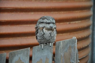 Close-up of bird perching on wood