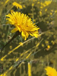 Close-up of yellow flowers