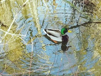 Duck swimming in lake