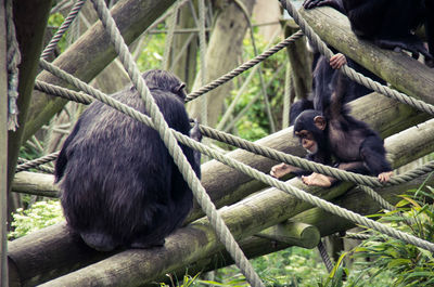 Monkey sitting on tree at zoo