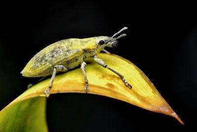 Close-up of insect over black background