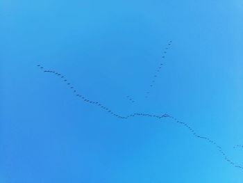 Low angle view of birds flying against blue sky