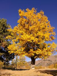 Tree in autumn