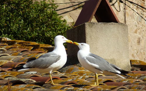 Bird perching on ground