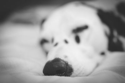 Close-up of dog lying down on bed