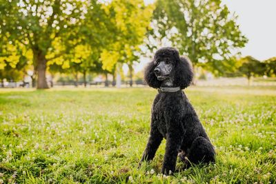 Standard poodle sitting on grassy field