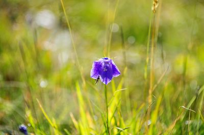 Close-up of purple flower blooming on field