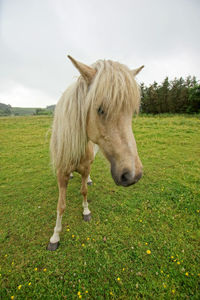 Close-up of horse standing on field