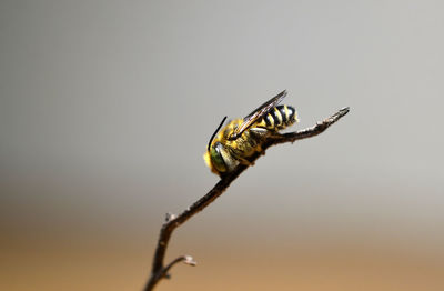 Close-up of insect on twig