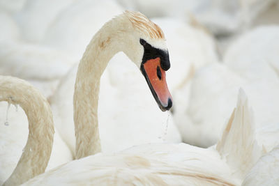 Close-up of swan swimming in water