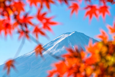 Low angle view of autumnal leaves against sky