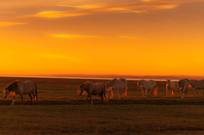 Horses grazing in field during sunset