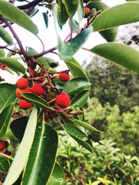 Close-up of strawberry growing on tree