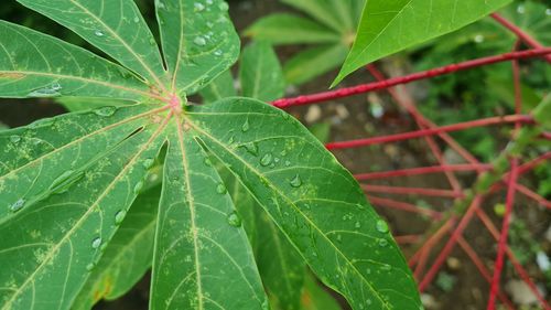 Close-up of wet plant leaves