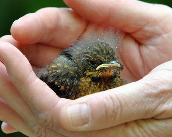 Close-up of hand holding bird