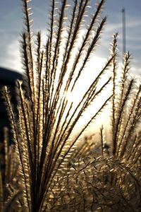 Close-up of fresh plants on field against sky