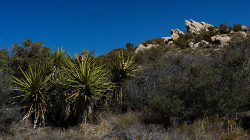 Plants and trees against clear blue sky