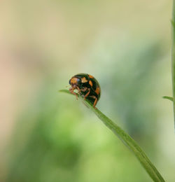 Close-up of ladybug on plant