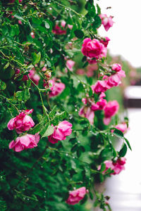 Close-up of pink flowers