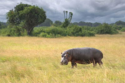 Hippo, hippopotamus amphibius, national parks of uganda