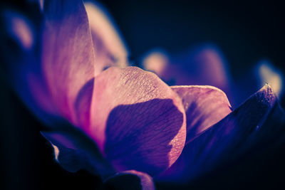 Close-up of purple flower