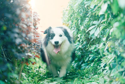 Portrait of a dog against plants