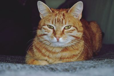 Close-up portrait of tabby cat