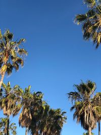 Low angle view of palm trees against clear blue sky