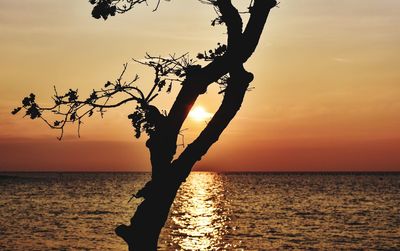 Silhouette tree on beach against sky during sunset