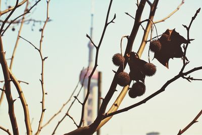 Low angle view of tree branches