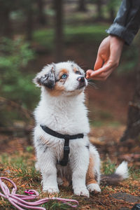 Australian shepherd puppy sits obediently next to his master