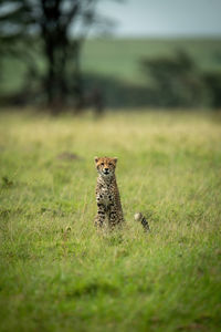 View of a cat on field