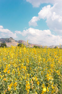 Scenic view of field against sky