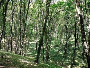 Trees in forest