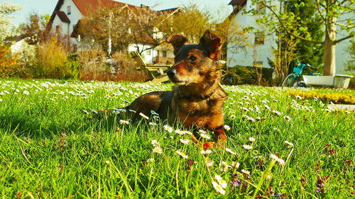 Dog in a field