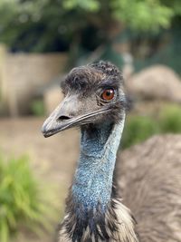 Close-up portrait of a bird