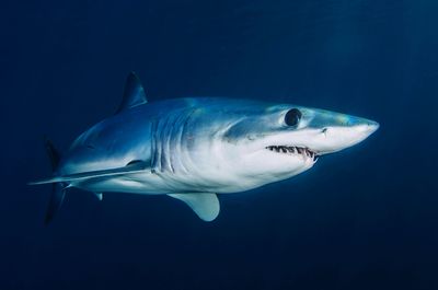 Close-up of shark fish swimming in sea