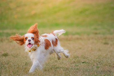 Dog running on field